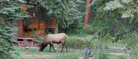 A rustic cabin surrounded by dense forest, with a picnic table and a deer grazing nearby.