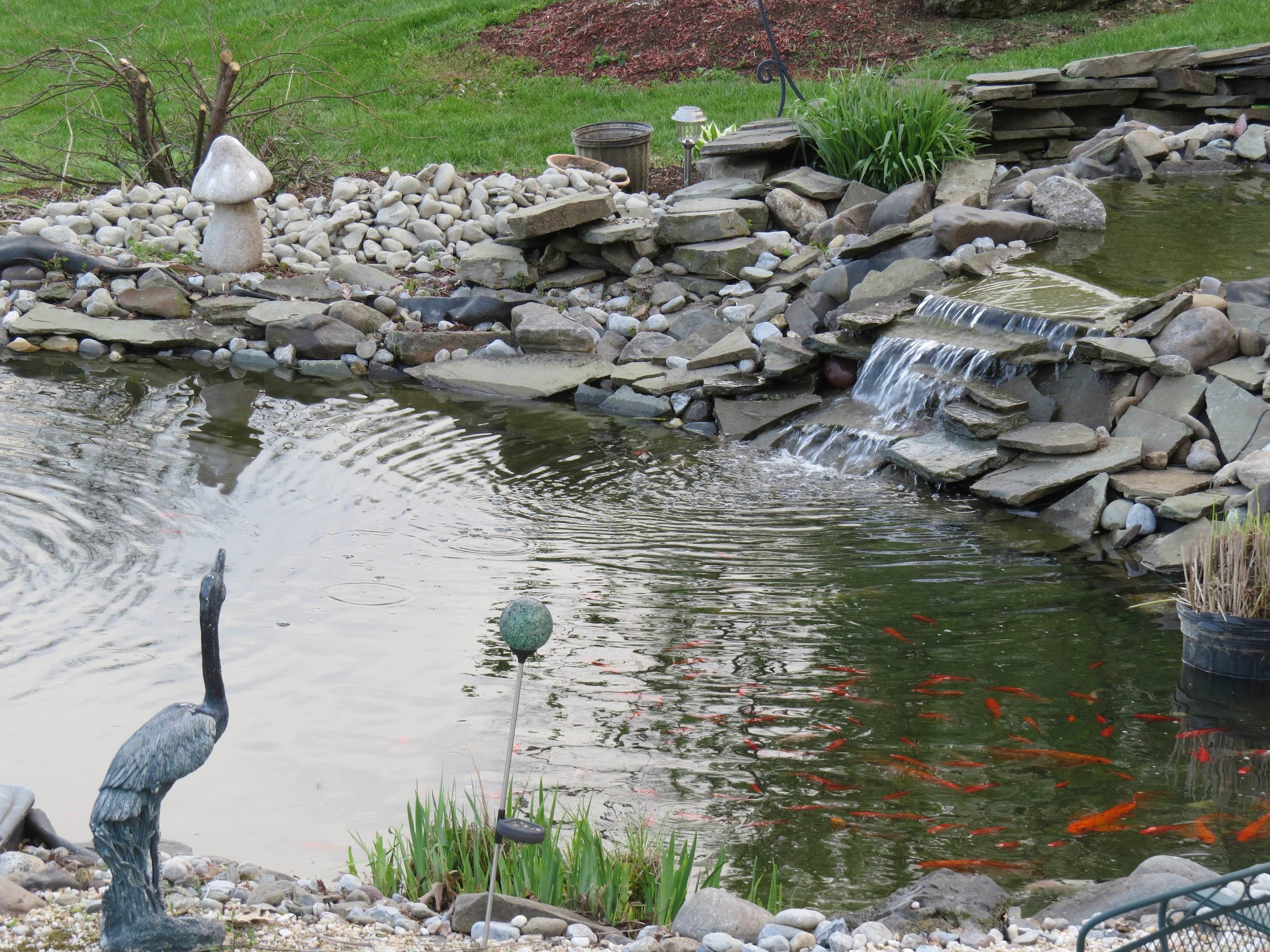 A koi pond with a waterfall, surrounded by rocks and plants.
