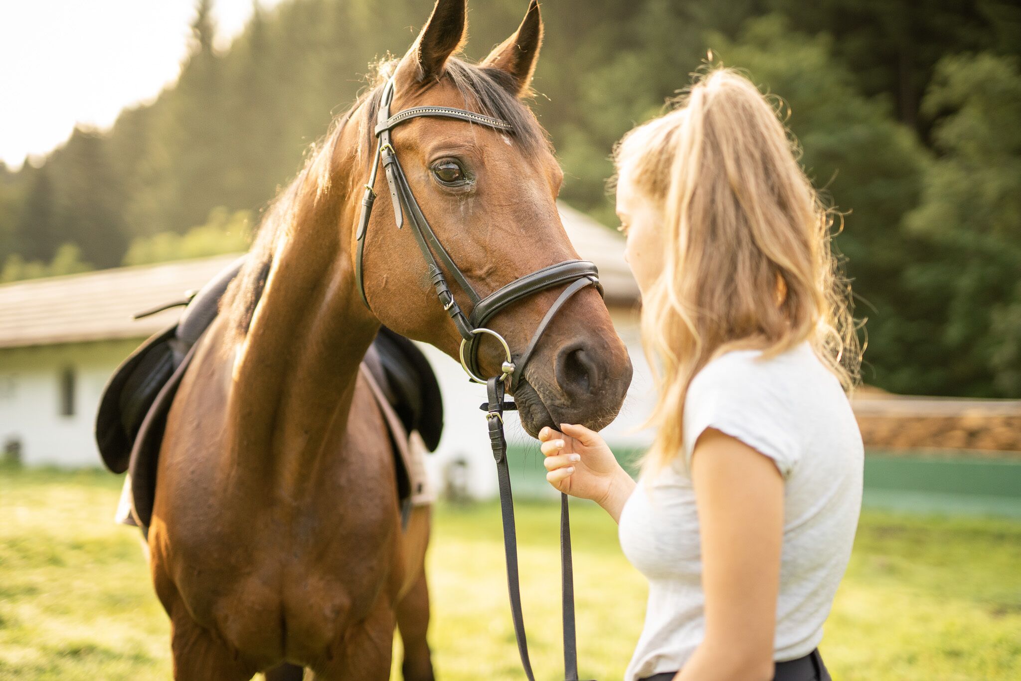 Una persona interagisce con un cavallo in una zona erbosa all'aperto.