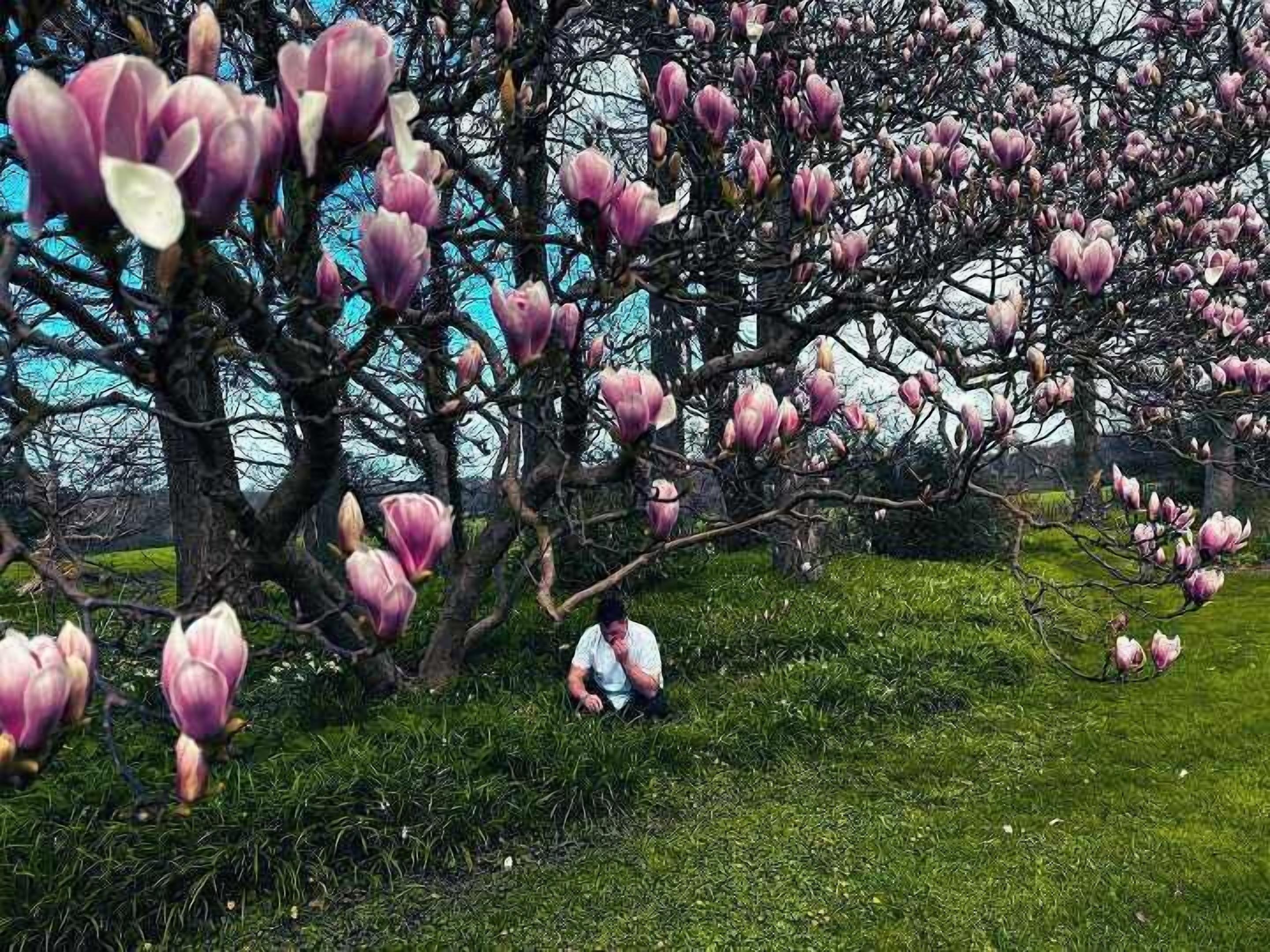 A tree with pink blossoms in a grassy area.