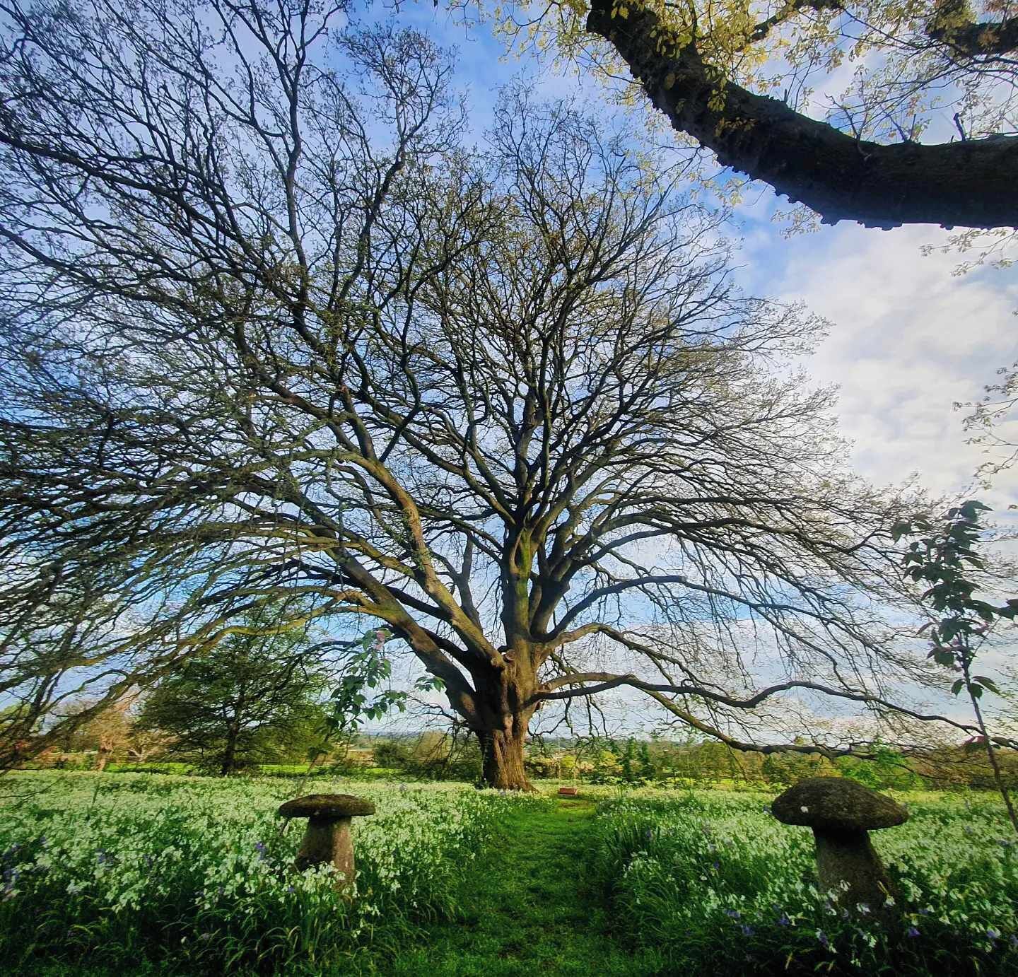 Un grand arbre se dresse dans un champ, avec deux constructions en pierre au premier plan.