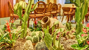 Una habitación con jardín de cactus, mobiliario de mimbre y vistas al exterior.