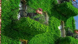 Un edificio con fachada cubierta de hiedra verde y un balcón de hierro forjado.