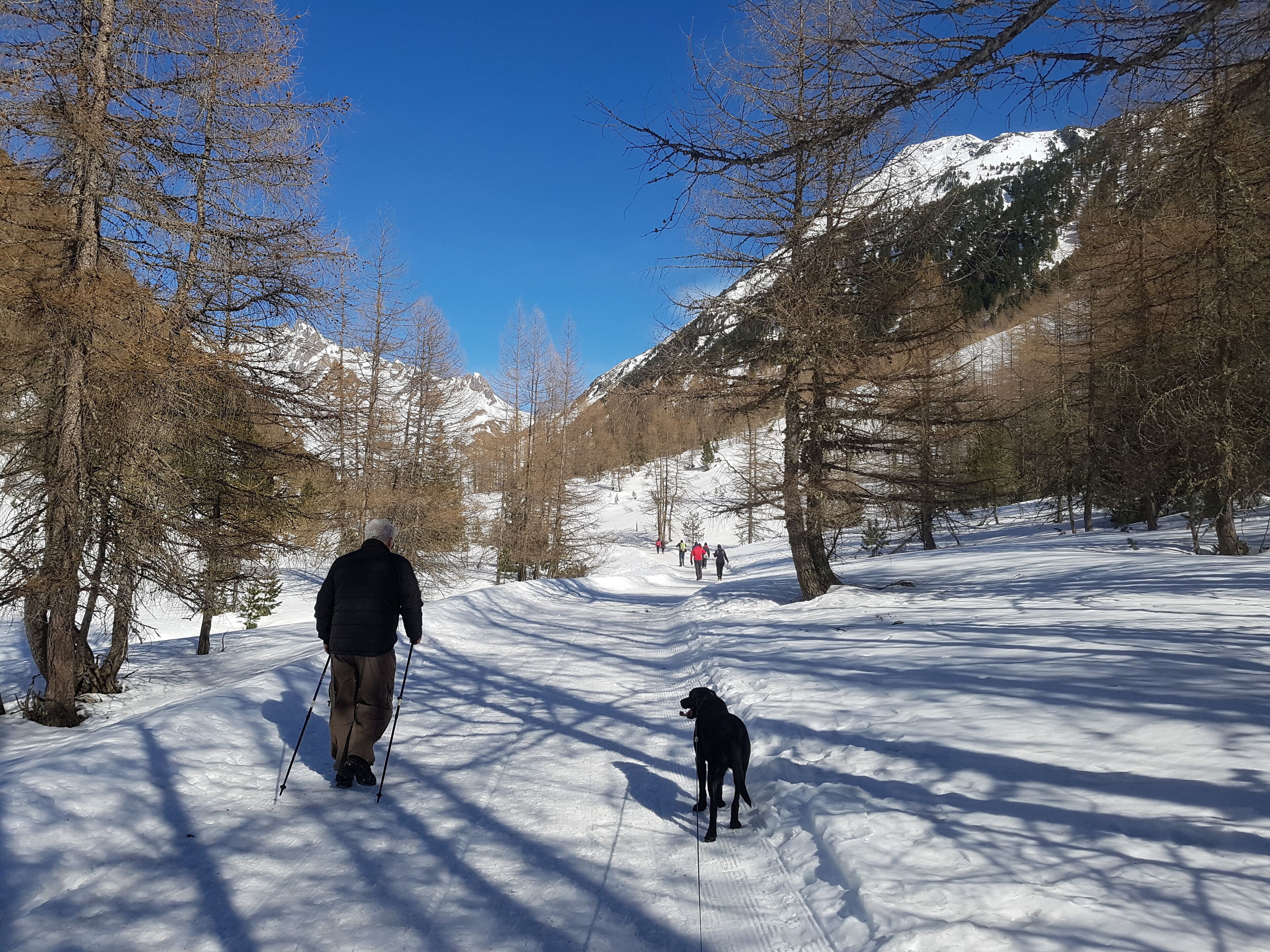 Un sendero nevado con árboles y un cielo despejado.