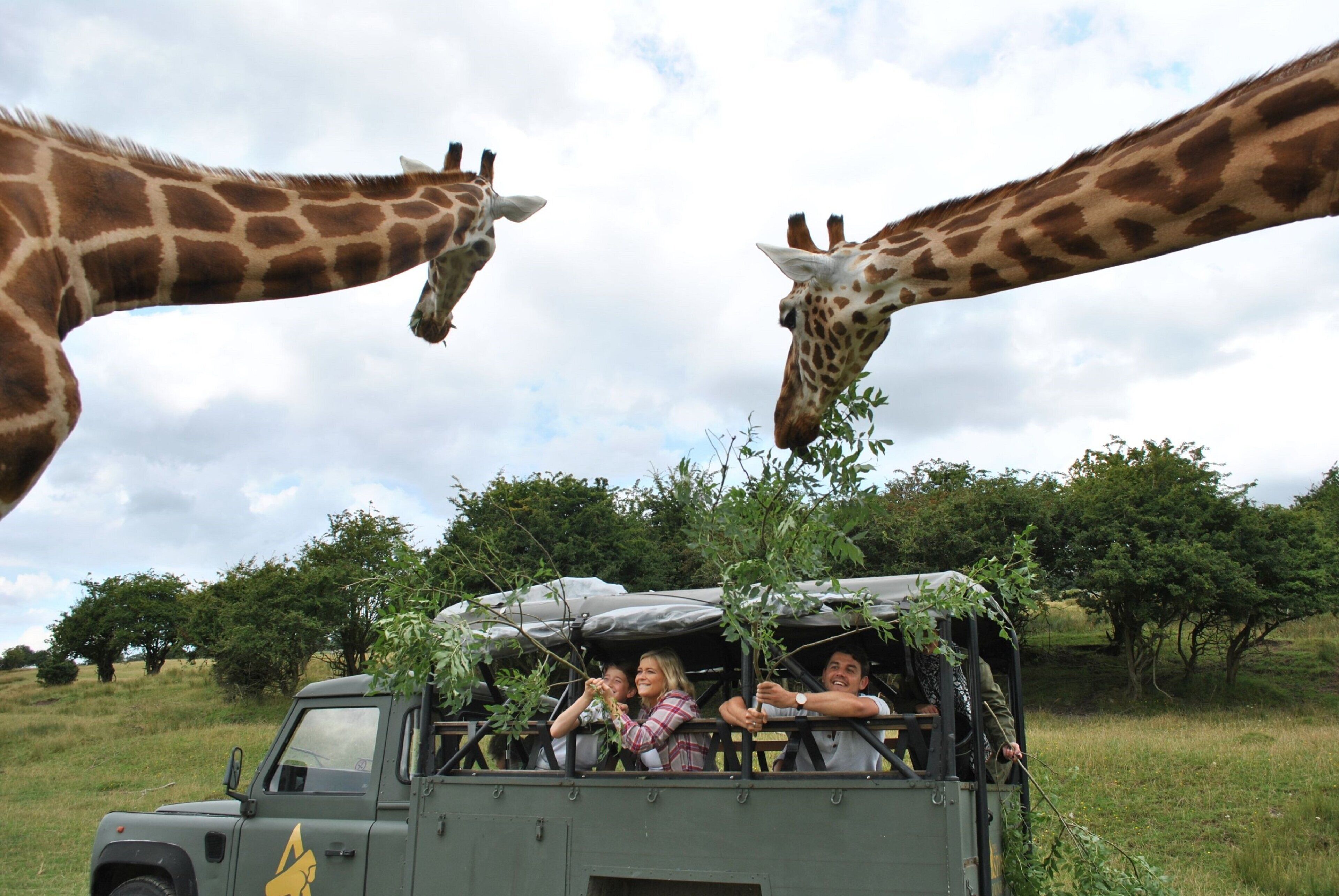 Un vehículo safari con pasajeros observando jirafas.