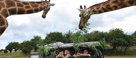 A safari vehicle with passengers observing giraffes.