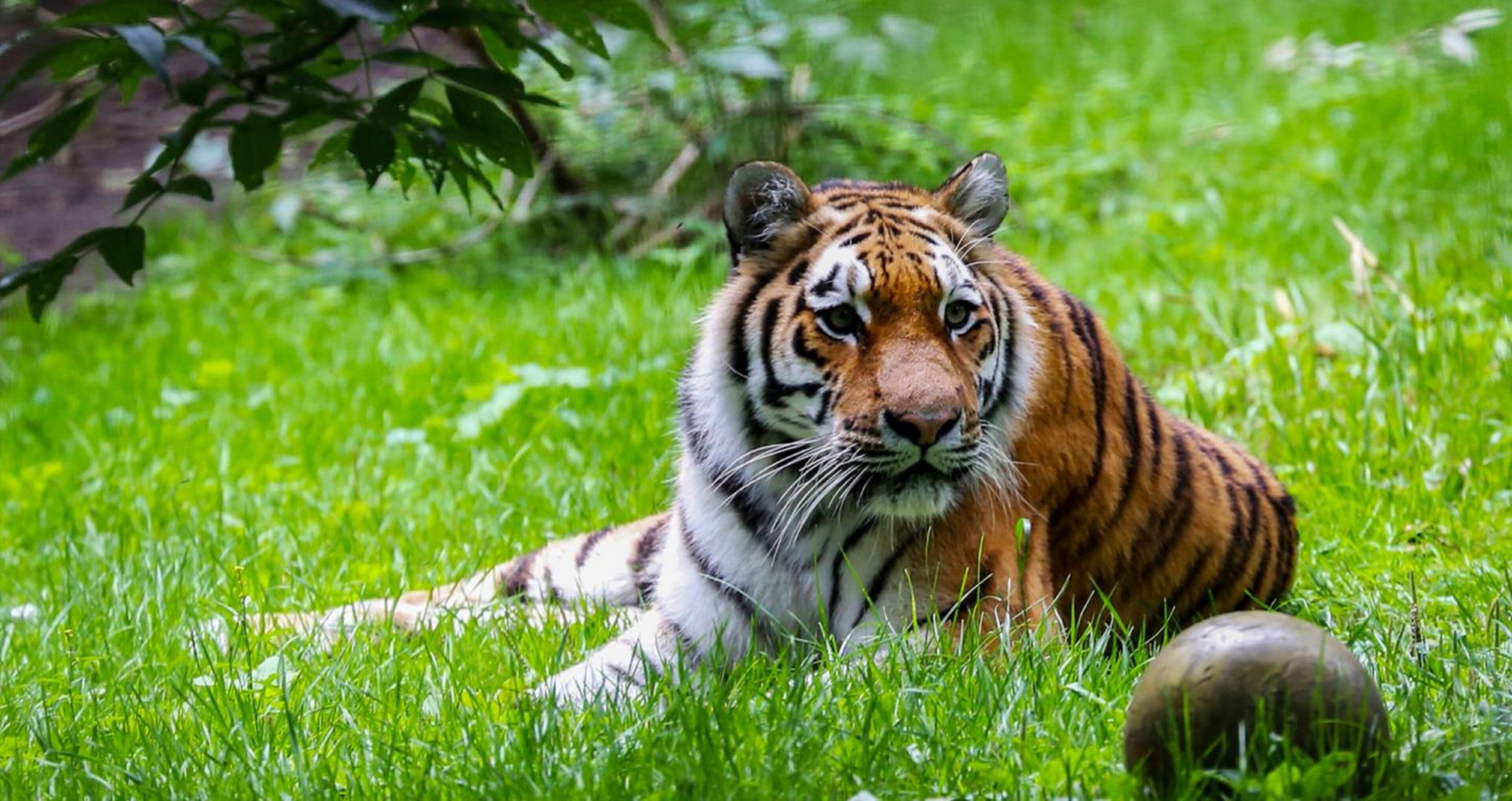 Ein Tiger liegt auf dem Gras, in der Nähe ein Felsen.