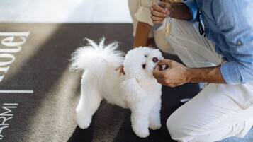 Una persona arreglando un perro blanco pequeño sobre una alfombra, donde se ve la palabra “ARM”.