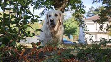 Um cão num jardim com árvores e uma casa ao fundo.
