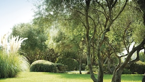 A lush garden with mature trees and well-maintained grass.