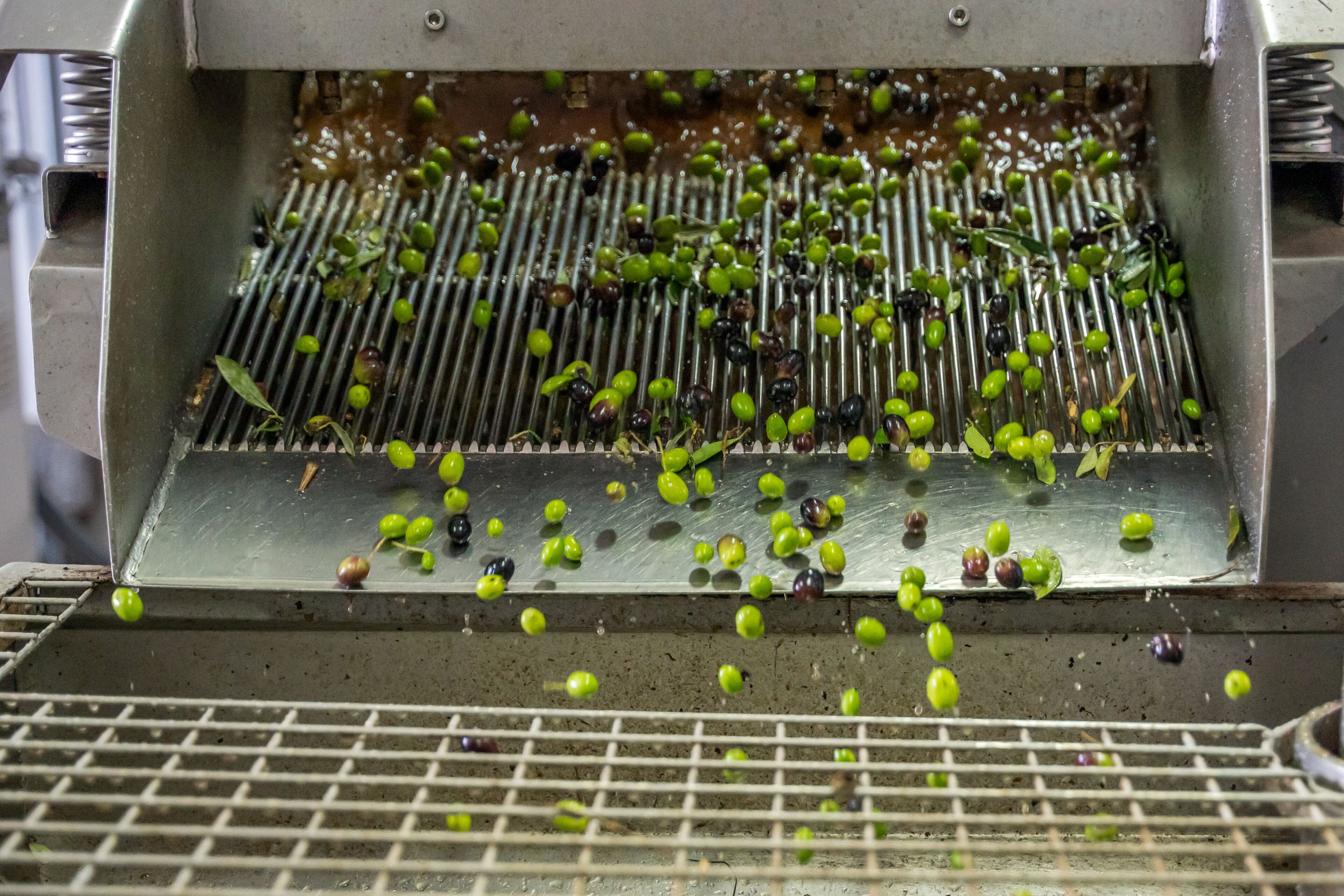 A mechanical sorting device processing grapes.