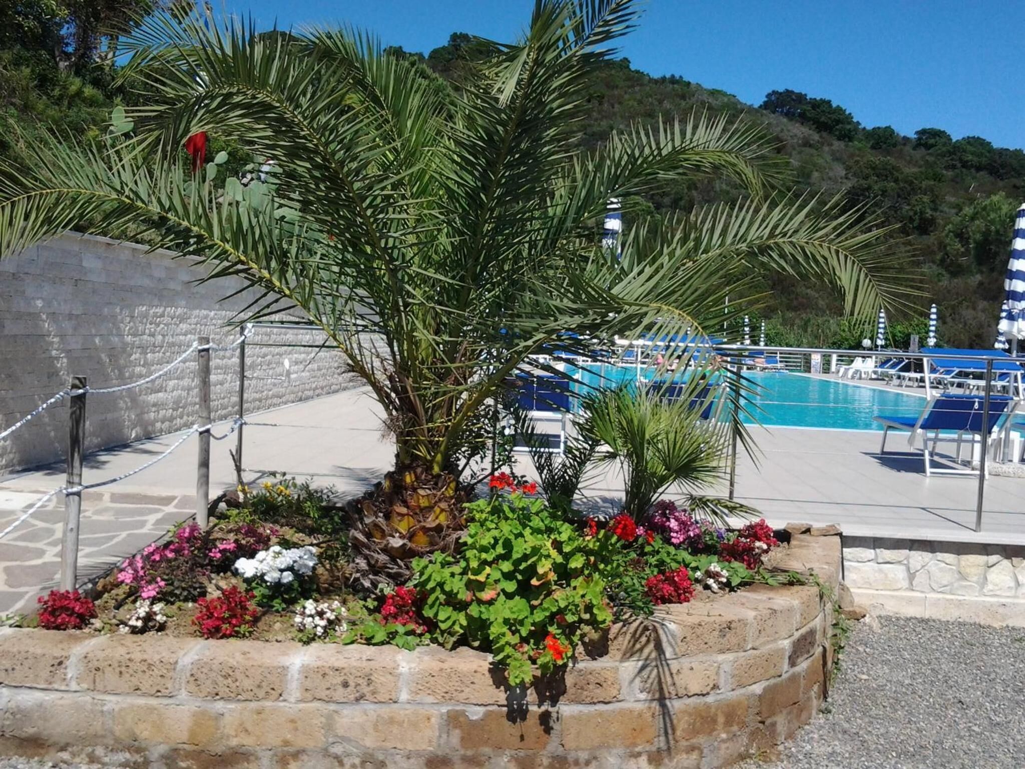 Area piscina con palma, aiuole e poltrone relax.