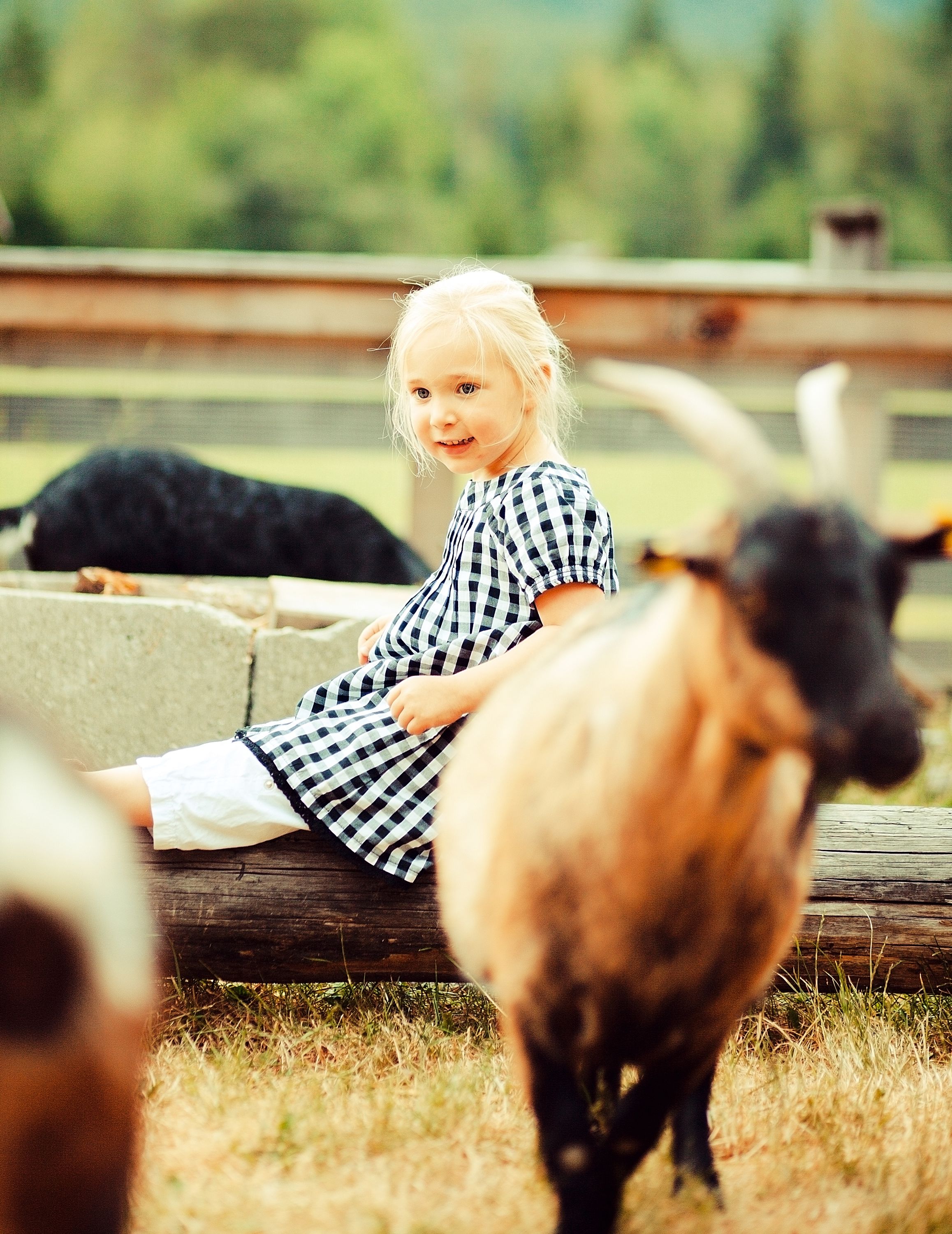 A child sitting on a wooden bench in a rural setting with a goat in the foreground.