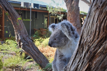 View from property. Kangaroo Island Wilderness Retreat