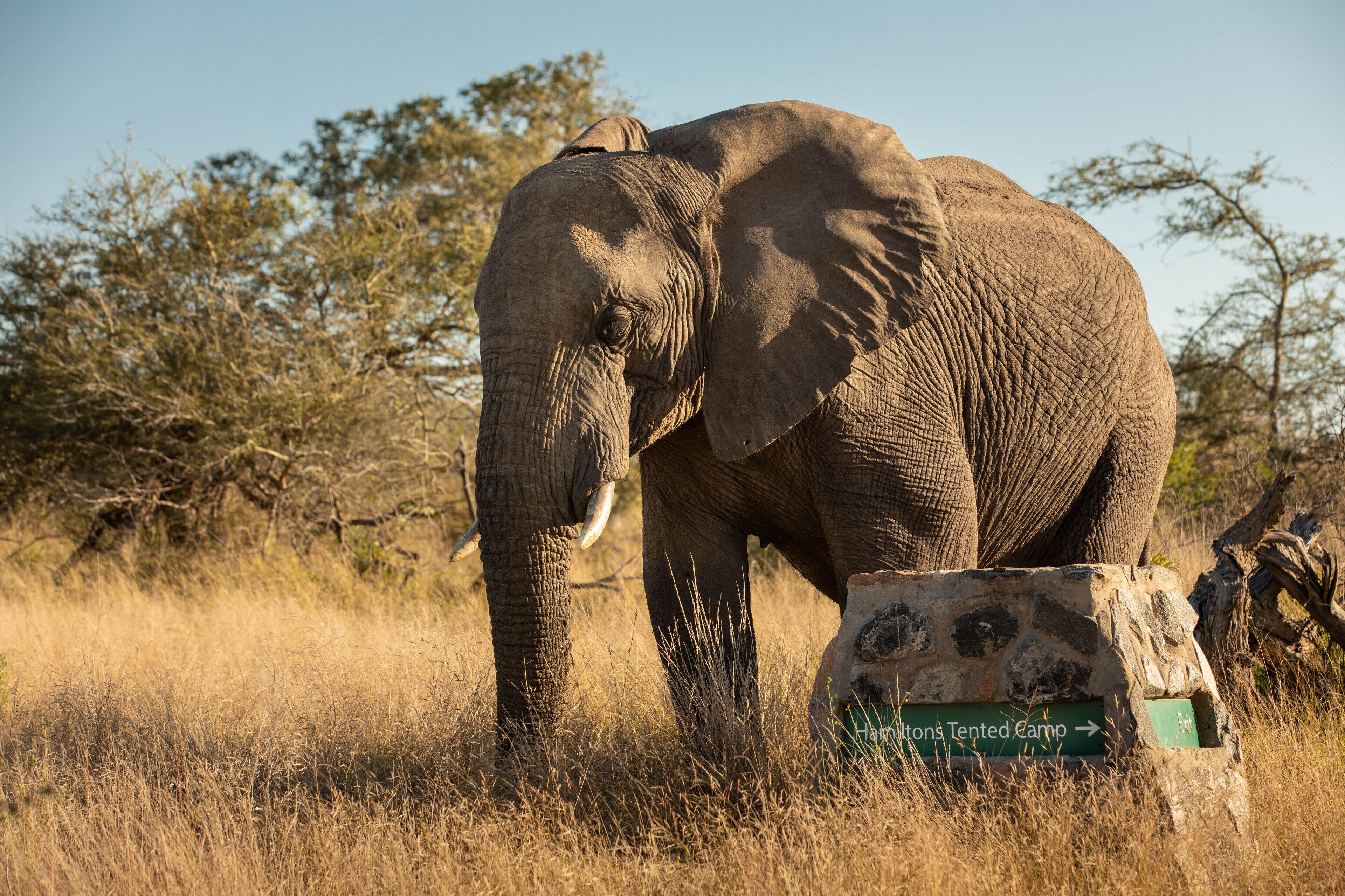 An elephant standing next to a sign that reads "Hamptons Tented Camp."
