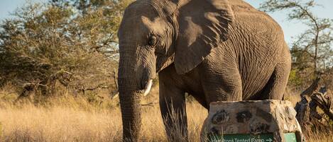 An elephant standing next to a sign that reads "Hamptons Tented Camp."