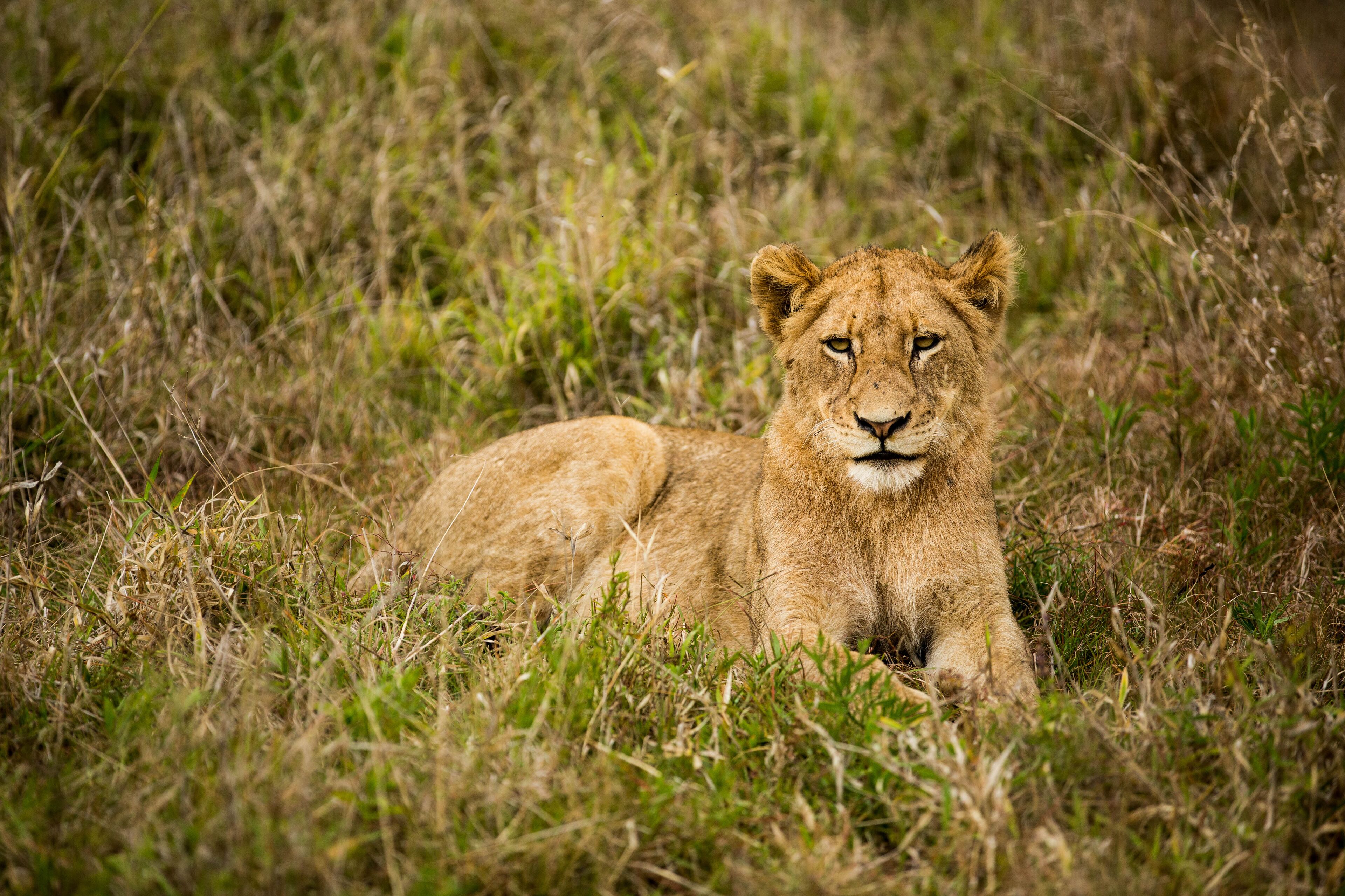 A lion lying in a grassy field.