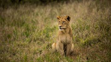 A lion cub sitting in a grassy field.