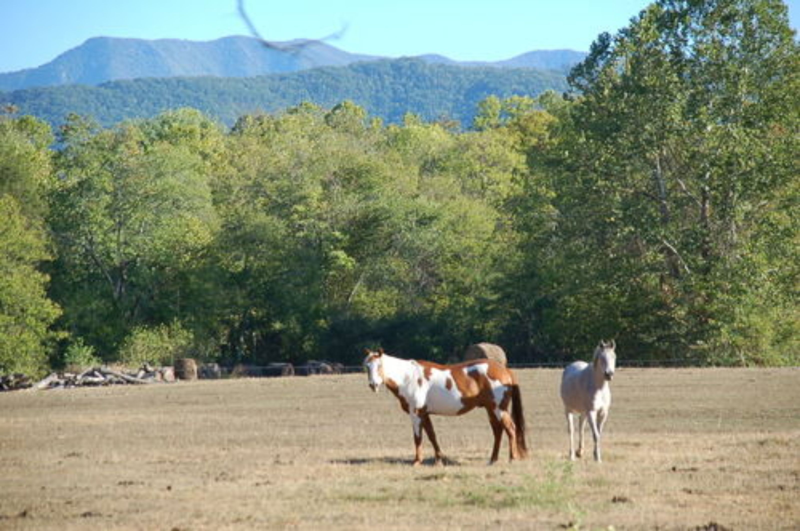 Un cheval dans un champ, avec une montagne en arrière-plan.