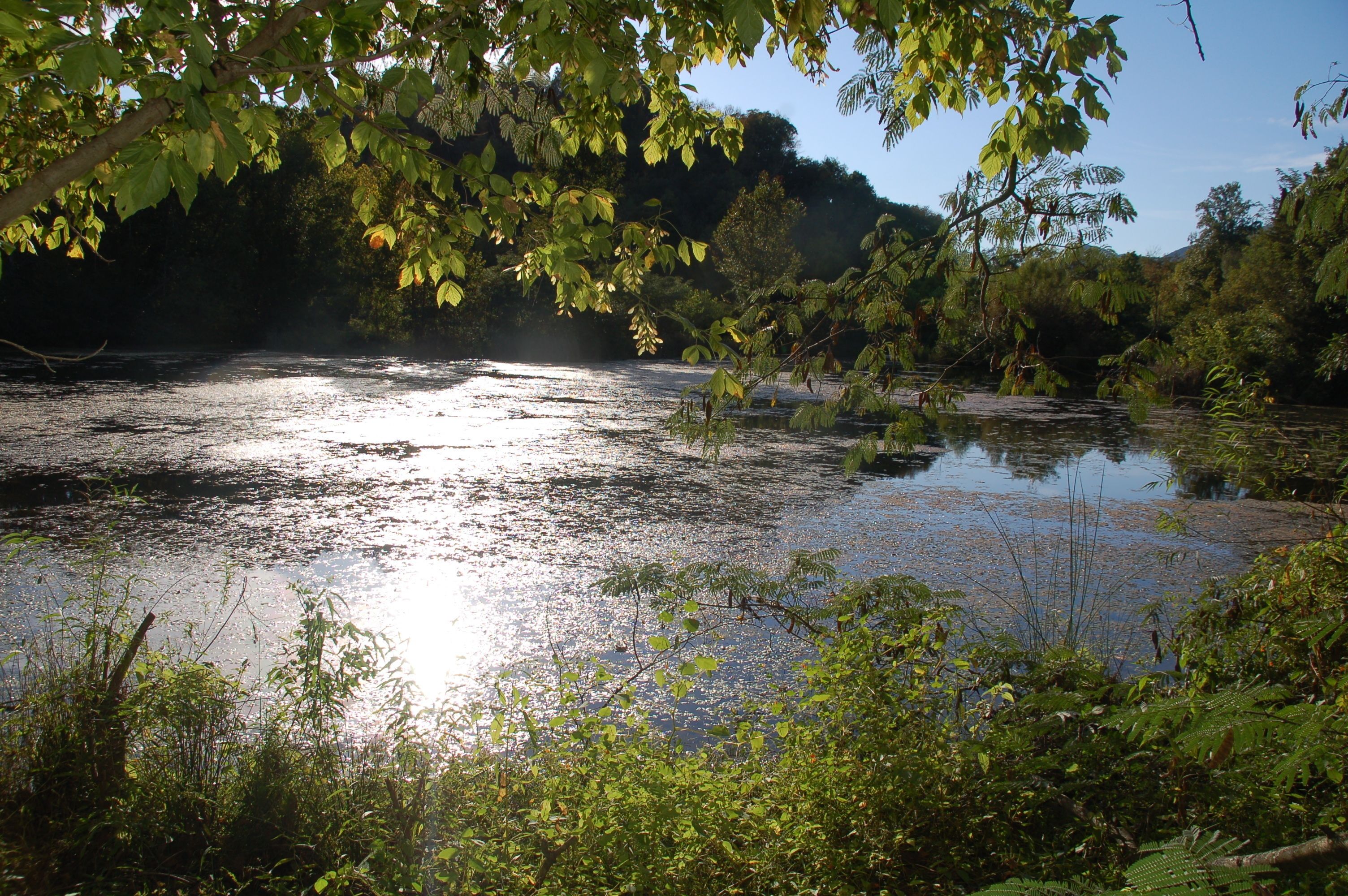 A river surrounded by dense greenery and trees.
