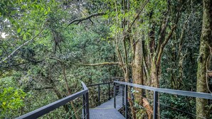 A wooden walkway with metal railings surrounded by dense forest.