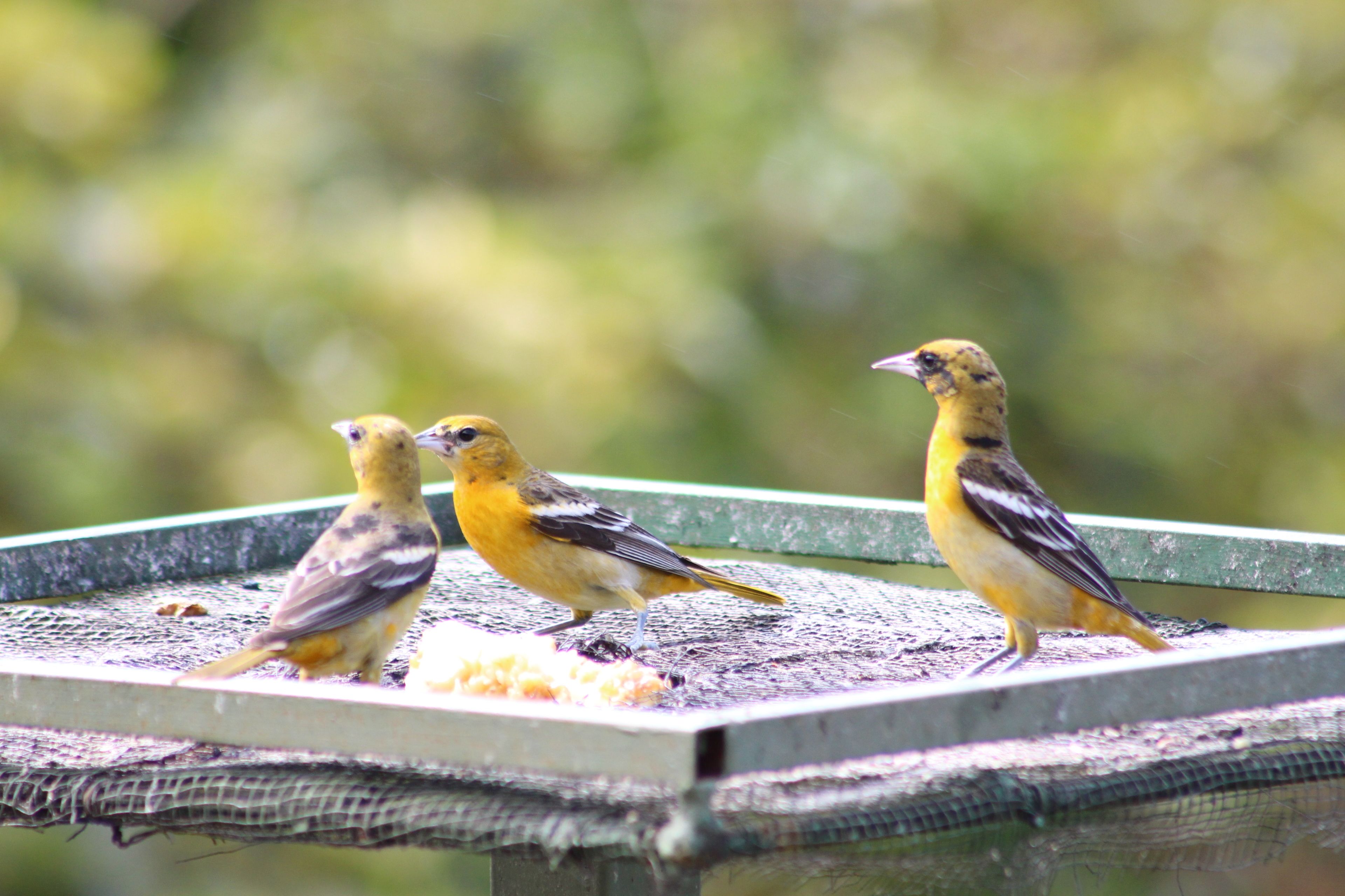 Tres pájaros en un comedero.