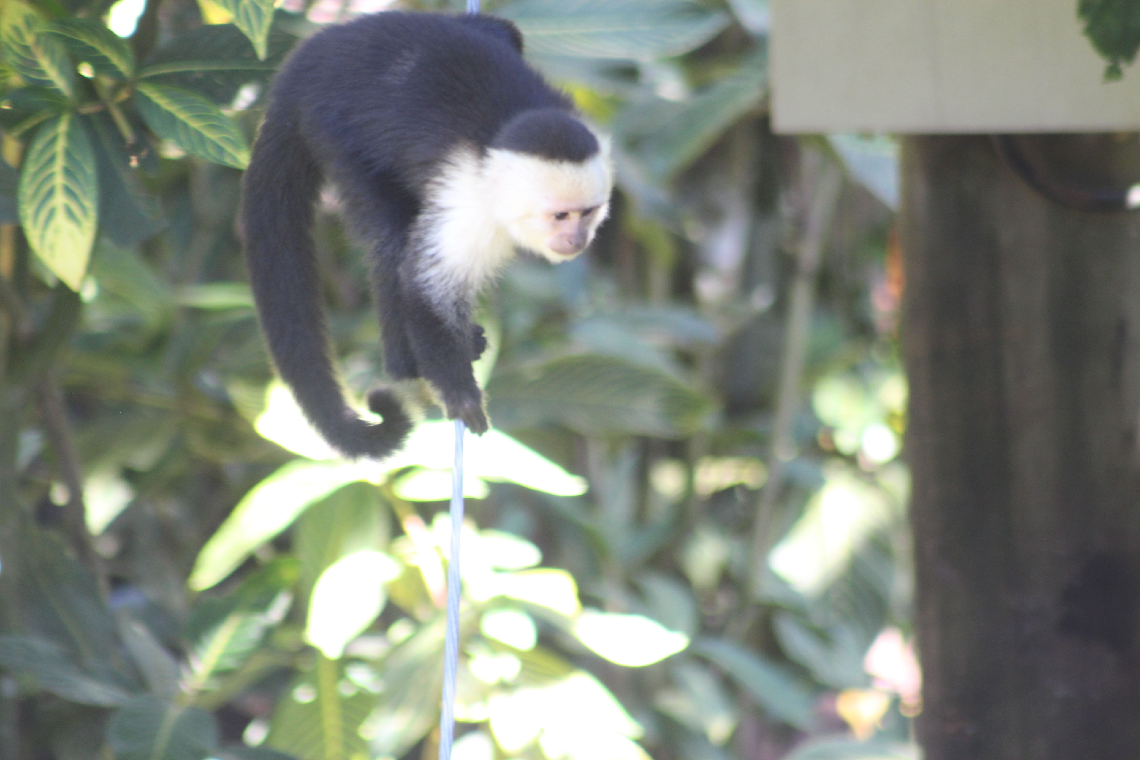 Un singe qui grimpe à un arbre.