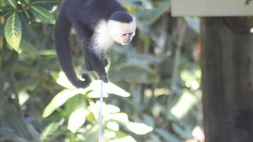 Un mono trepando un árbol.