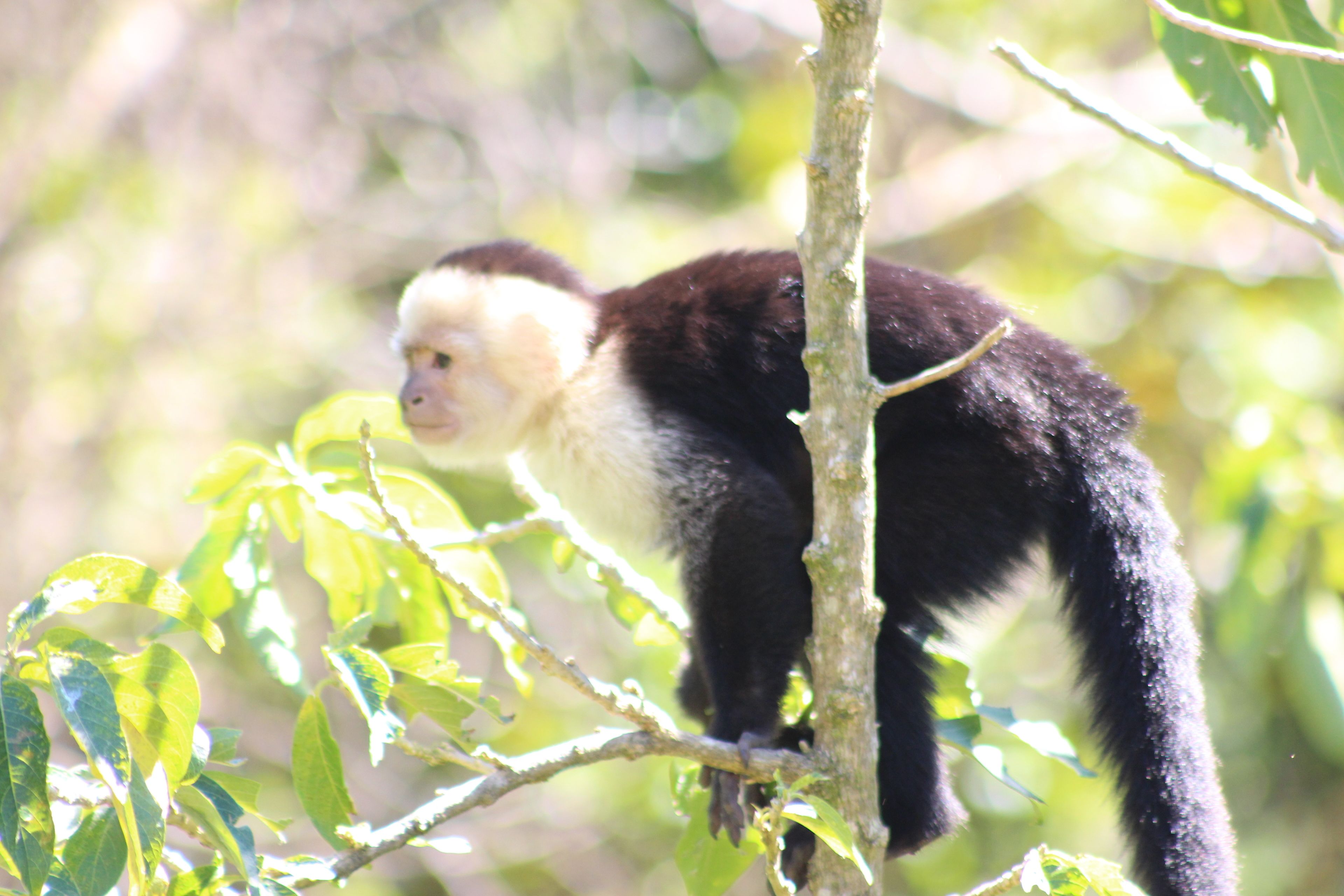 Foto - Cloud Forest Lodge