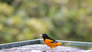 A bird standing on a bird feeder.