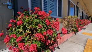 A row of red geraniums along a sidewalk next to a building with blue shutters and a striped bench. - Deluxe Inn (South San Francisco)