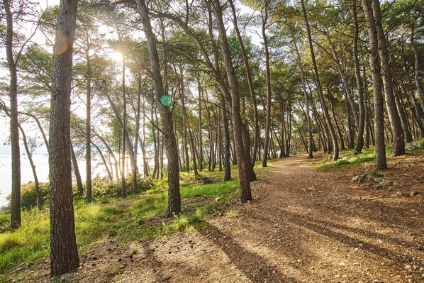 A forested path with trees and a dirt trail. - Apartments Kanegra Plava Laguna (Buje)