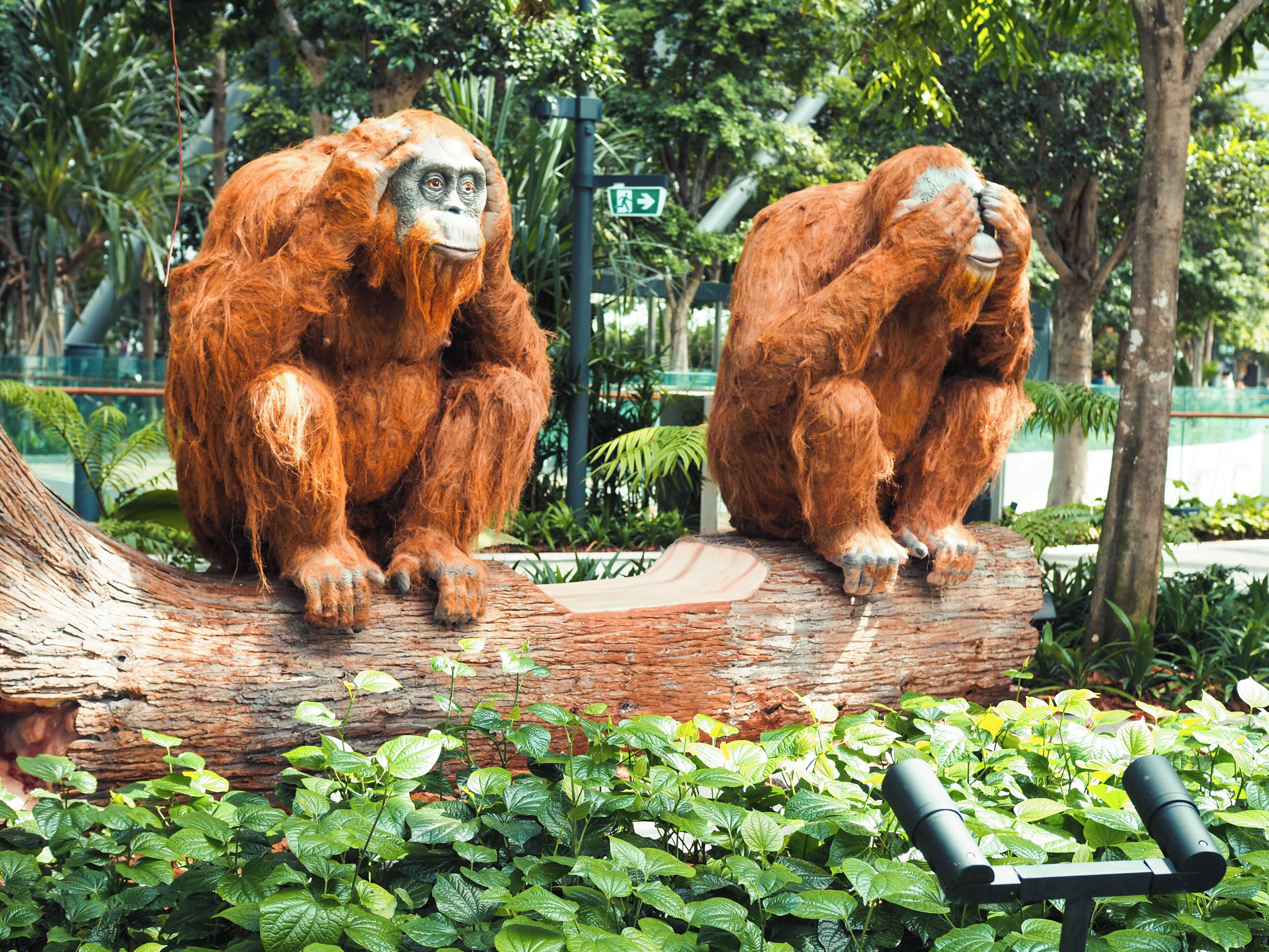 Two orangutans sitting on a log surrounded by green foliage.