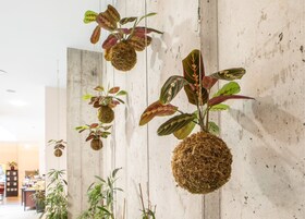 Een muur met hangplanten in bolvormige mospotten.
