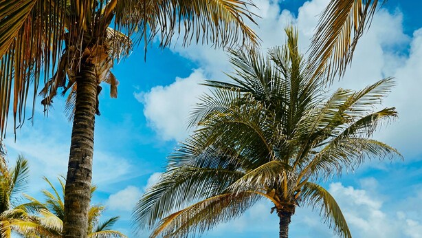 A hammock on a sandy beach with palm trees and a clear blue sky. - TRS Yucatan Hotel - Adults Only - All Inclusive (Kantenah)