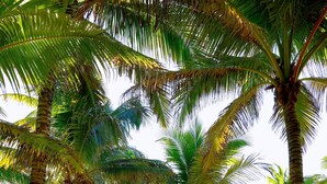 A beach with palm trees, sun loungers, and thatched umbrellas. - TRS Yucatan Hotel - Adults Only - All Inclusive (Kantenah)