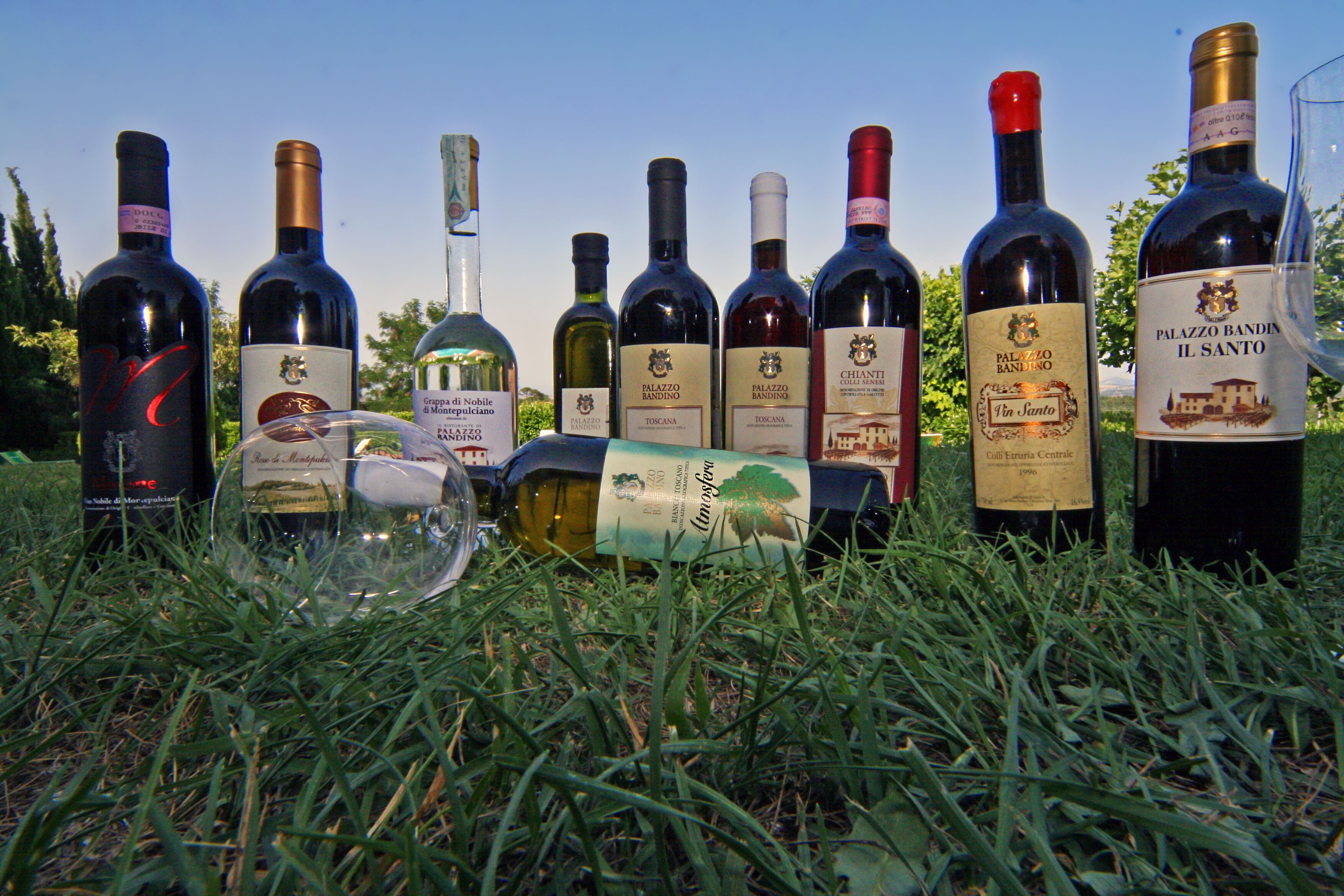 Une collection de bouteilles de vin posées sur l’herbe.