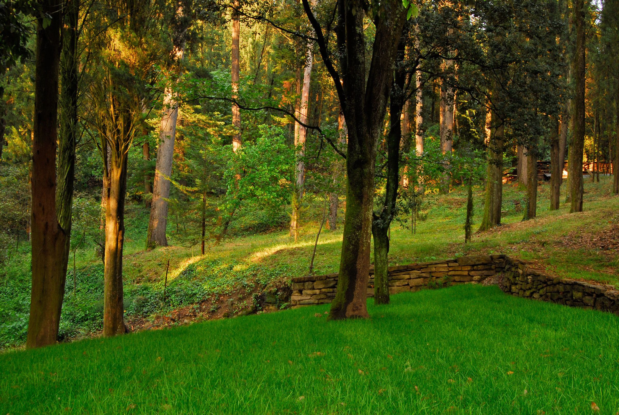 A forested area with a stone wall and grassy terrain.