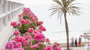 A coastal walkway with pink flowers and a palm tree. - Hotel Voramar Mallorca (Son Servera)