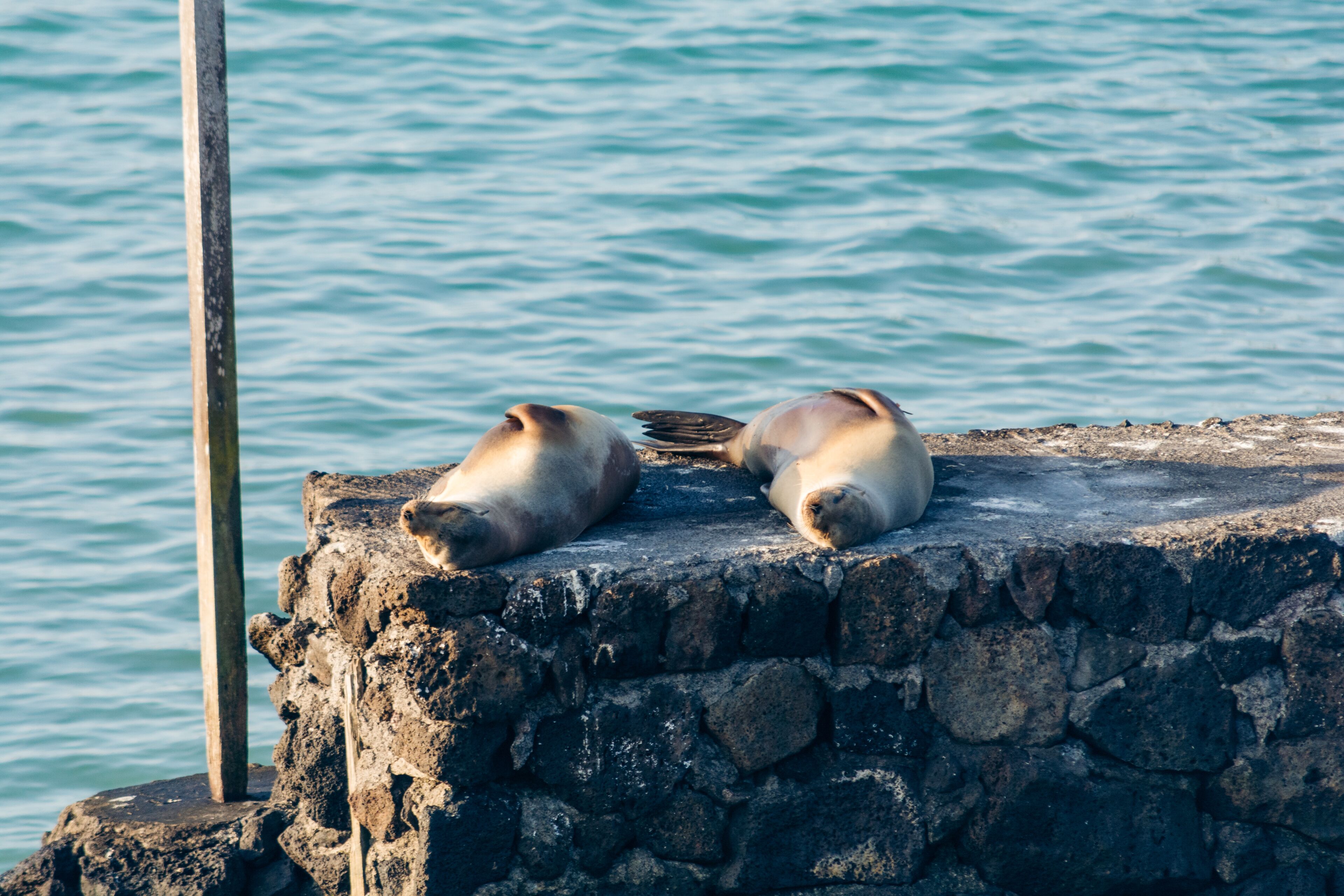 Two seals resting on a stone ledge by the water.