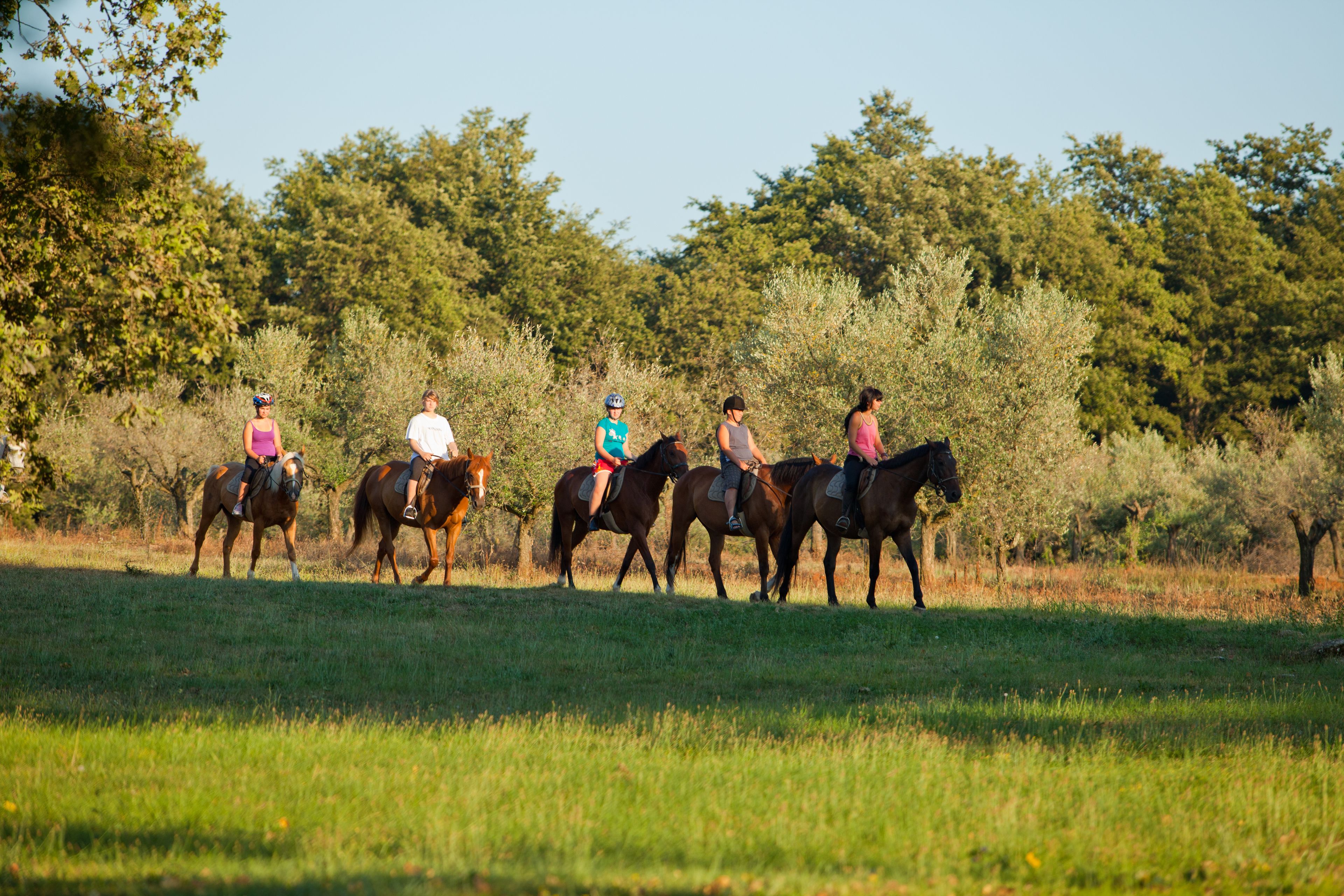 A group of people riding horses in a grassy field with trees in the background.