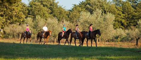 A group of people riding horses in a grassy field with trees in the background.