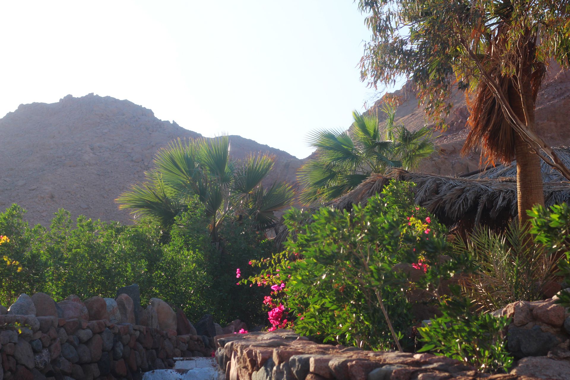 Un jardín con palmeras, un muro de piedra y una montaña al fondo.