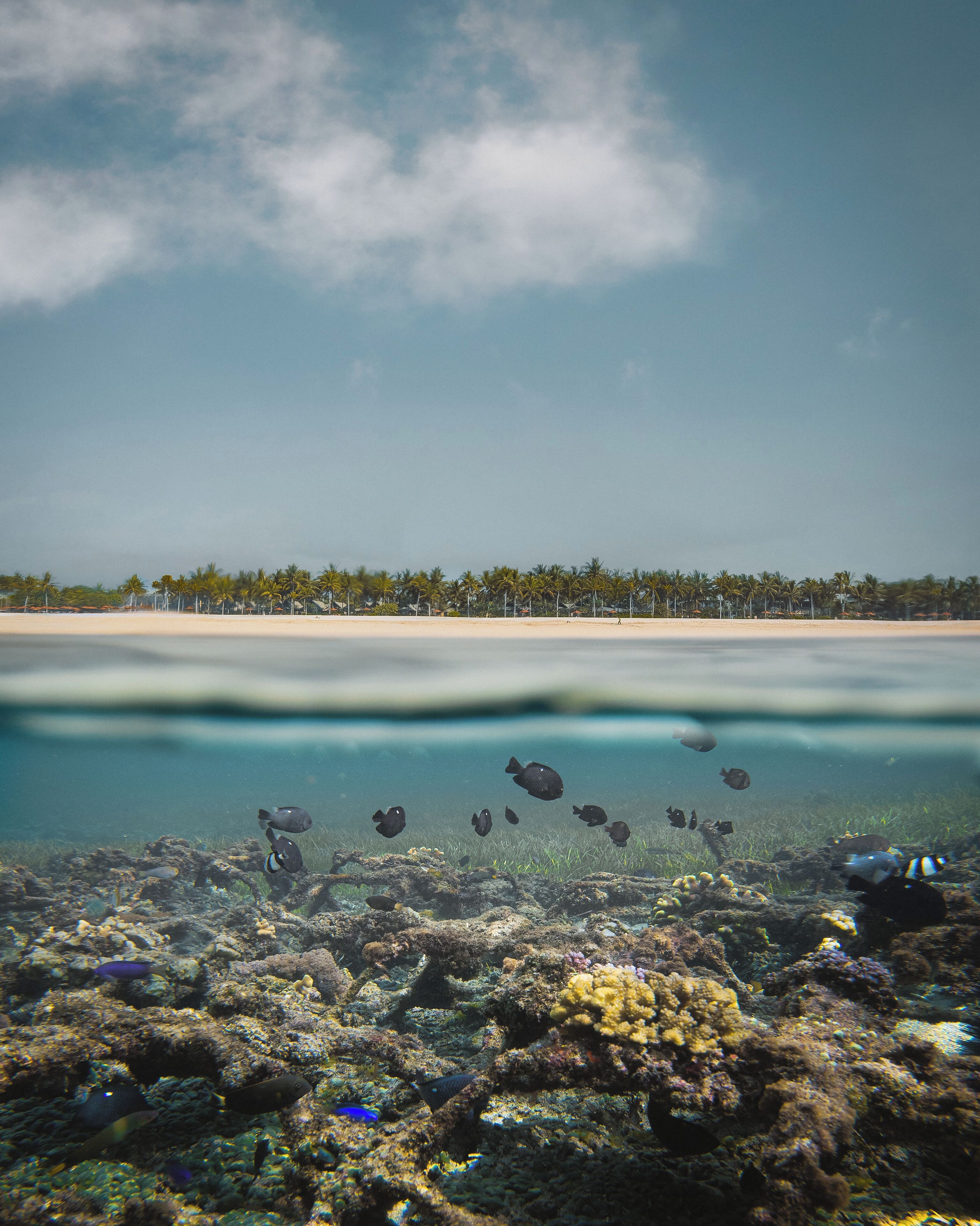 Visão subaquática de um recife de coral com diversas espécies de peixes, água cristalina e uma praia arenosa com palmeiras ao fundo.