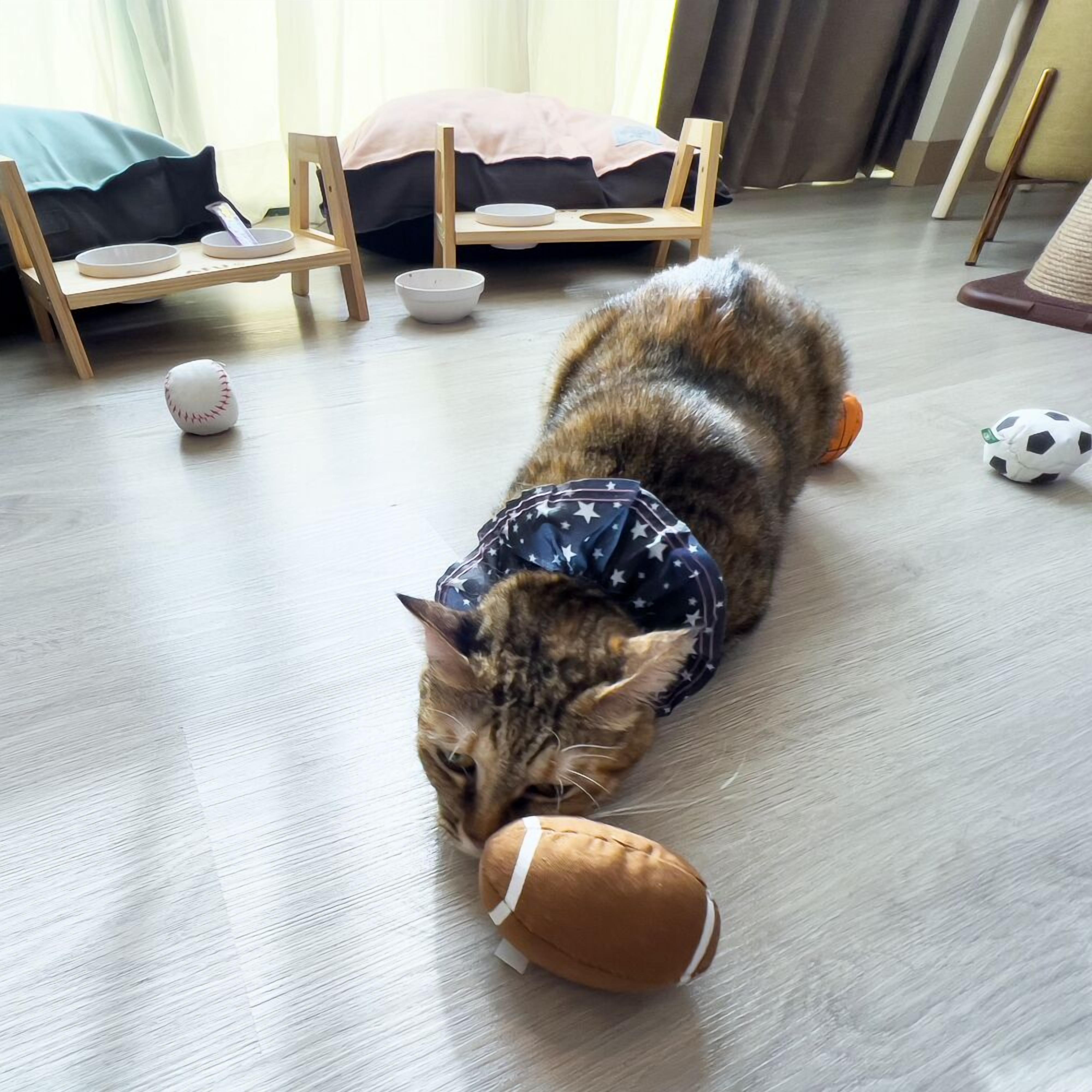 deluxe pet room | 1 bedroom, down duvets, free minibar, in-room safe