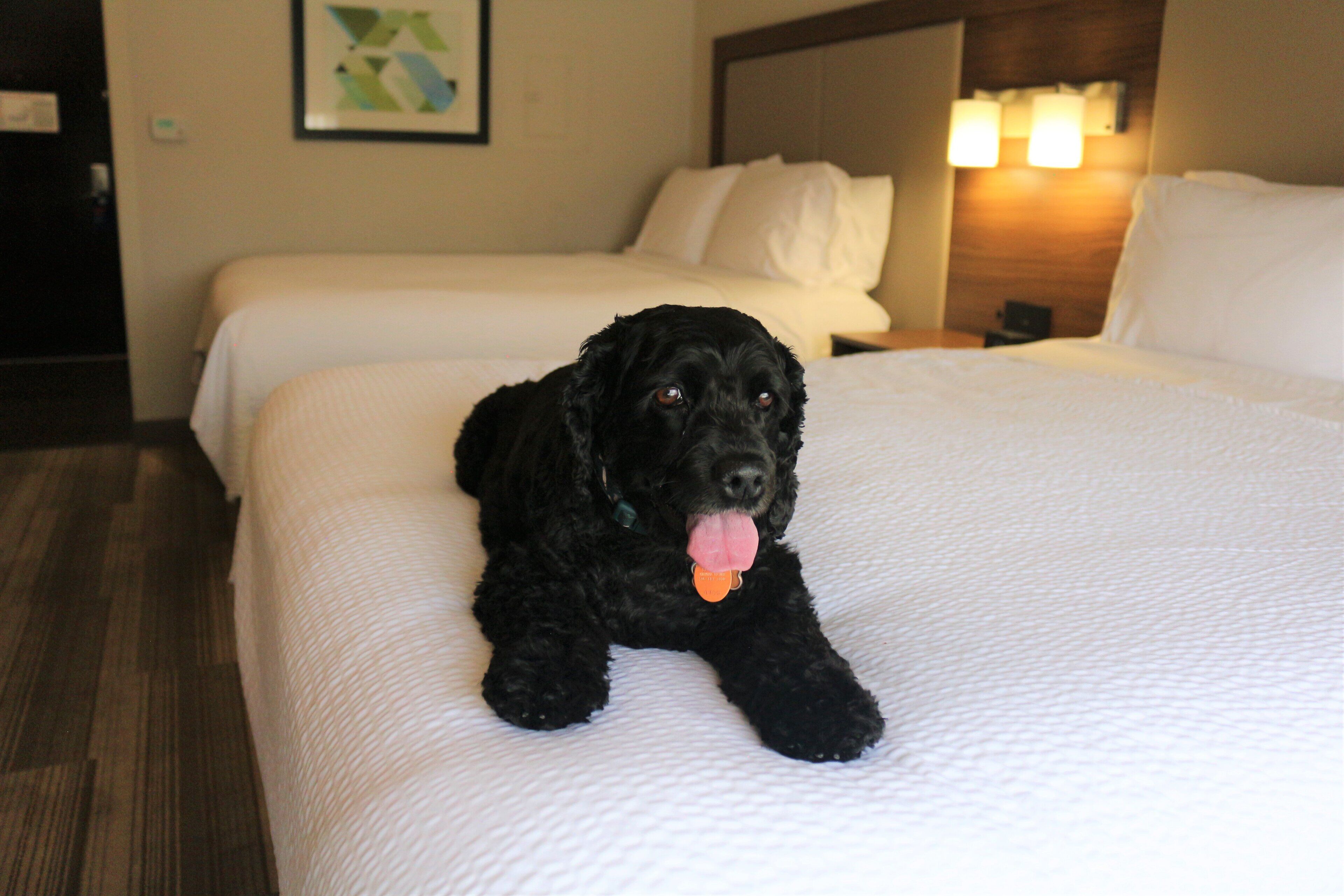 Un perro negro acostado sobre una cama en una habitación de hotel, con ropa de cama blanca y un cabecero de madera.