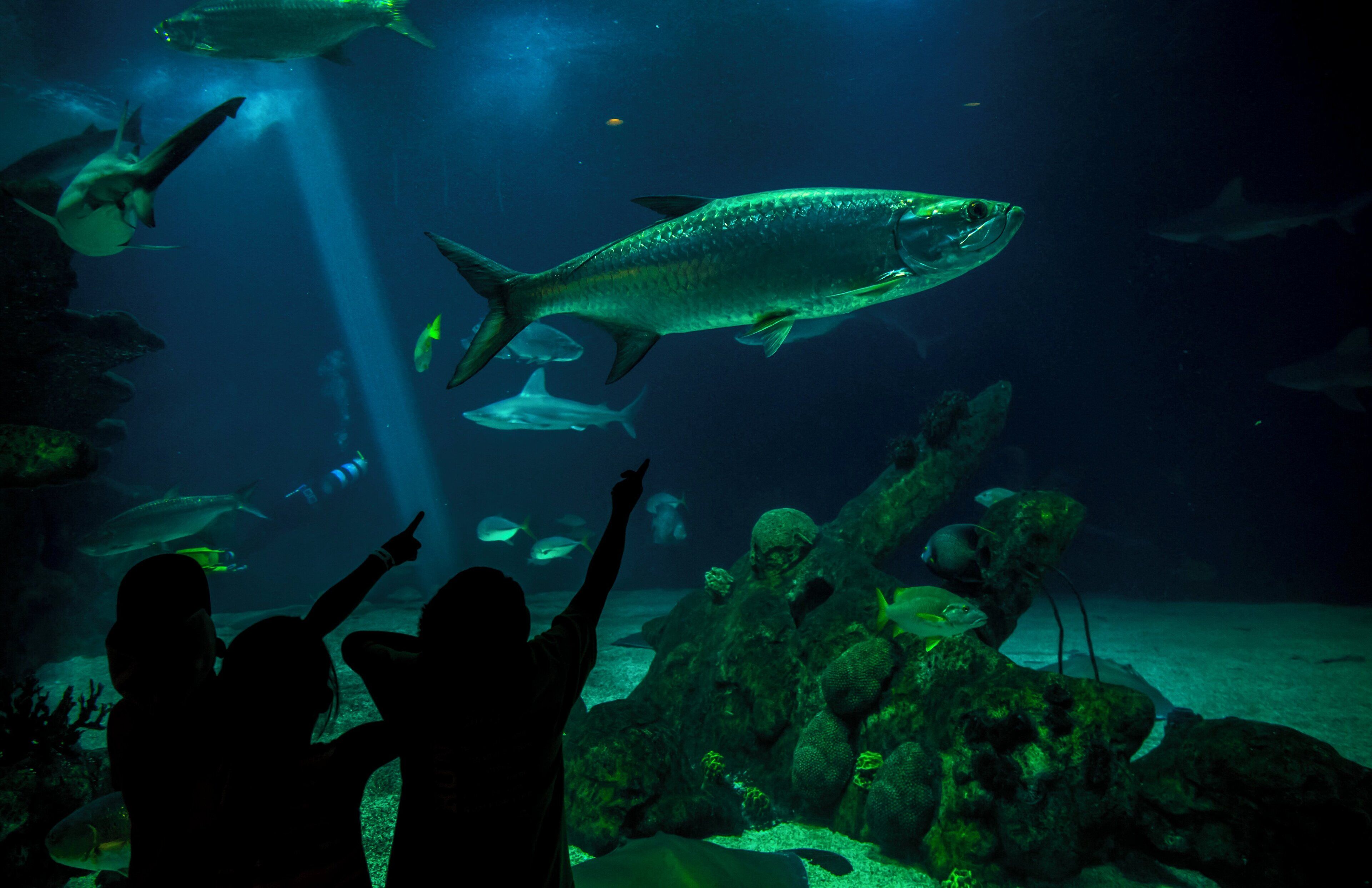 An aquarium with various fish species, including a large fish in the center, surrounded by smaller fish and coral formations.