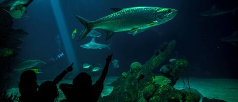 An aquarium with various fish species, including a large fish in the center, surrounded by smaller fish and coral formations.