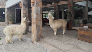 Two alpacas standing outside a building with stone pillars and a covered patio area.