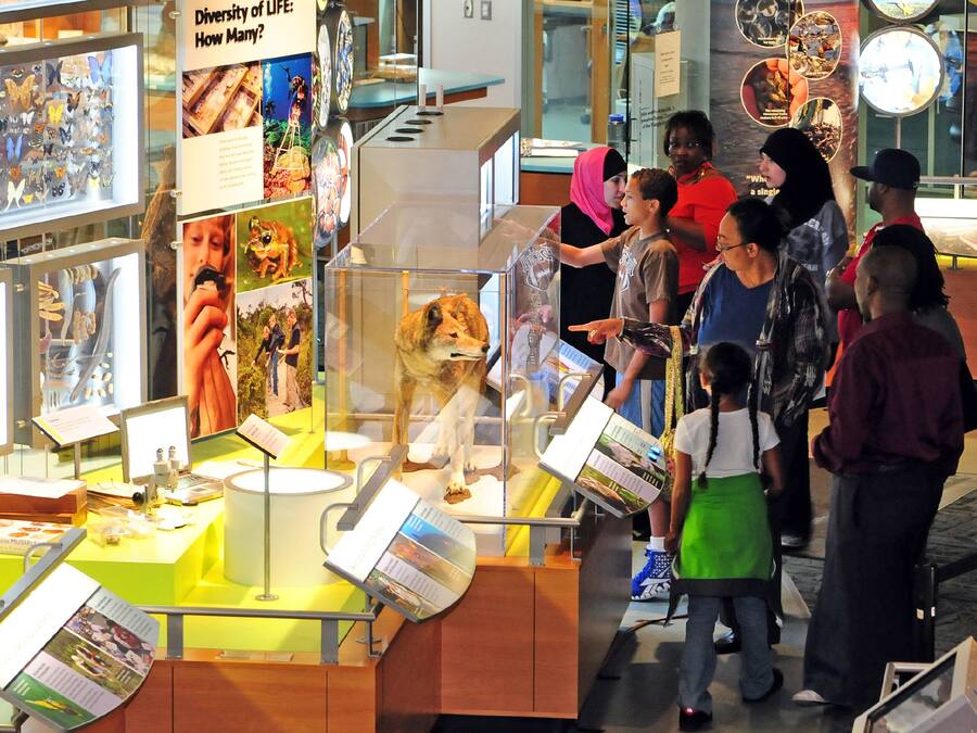 A museum exhibit with various cultural artifacts and a glass enclosure containing a dog.